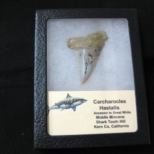 Genuine Miocene Age Carcharocles Hastalis Shark Tooth From For California For Sale #19