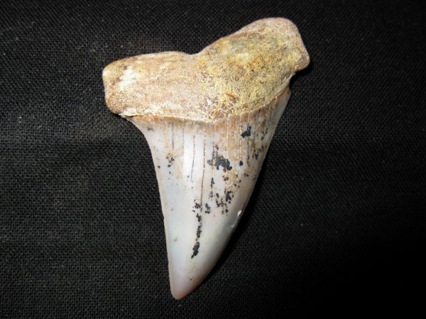 Genuine Miocene Age Carcharocles Hastalis Shark Tooth From For California For Sale #19a