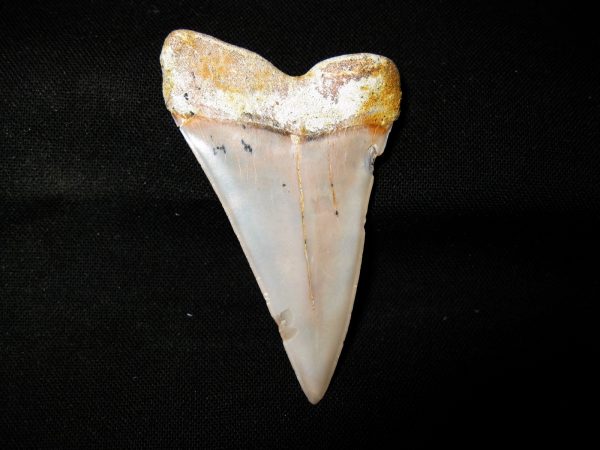 Genuine Miocene Age Carcharocles Hastalis Shark Tooth From For California For Sale #20b