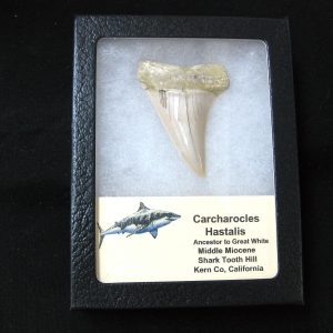 Genuine Miocene Age Carcharocles Hastalis Shark Tooth From For California For Sale #2b