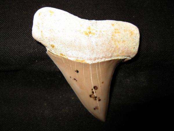 Genuine Miocene Age Carcharocles Hastalis Shark Tooth From For California For Sale #6