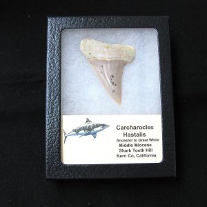 Genuine Miocene Age Carcharocles Hastalis Shark Tooth From For California For Sale #6b