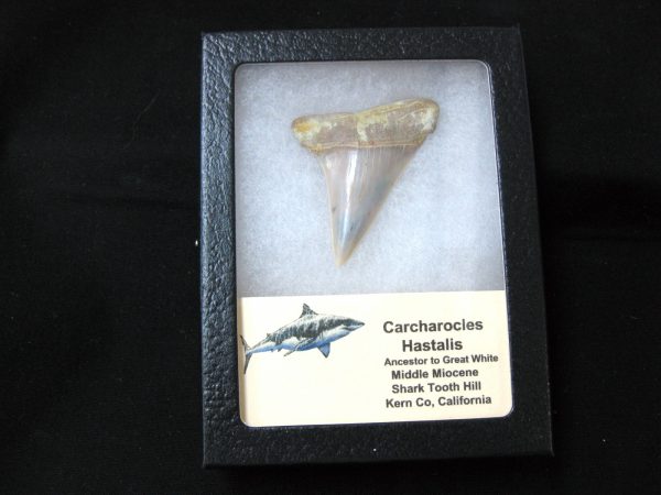 Genuine Miocene Age Carcharocles Hastalis Shark Tooth From For California For Sale #7