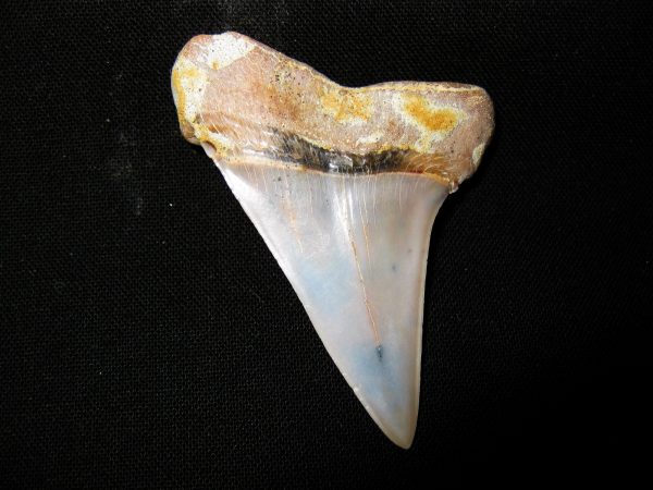 Genuine Miocene Age Carcharocles Hastalis Shark Tooth From For California For Sale #7b