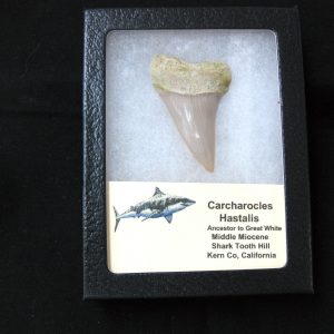 Genuine Miocene Age Carcharocles Hastalis Shark Tooth From For California For Sale #8