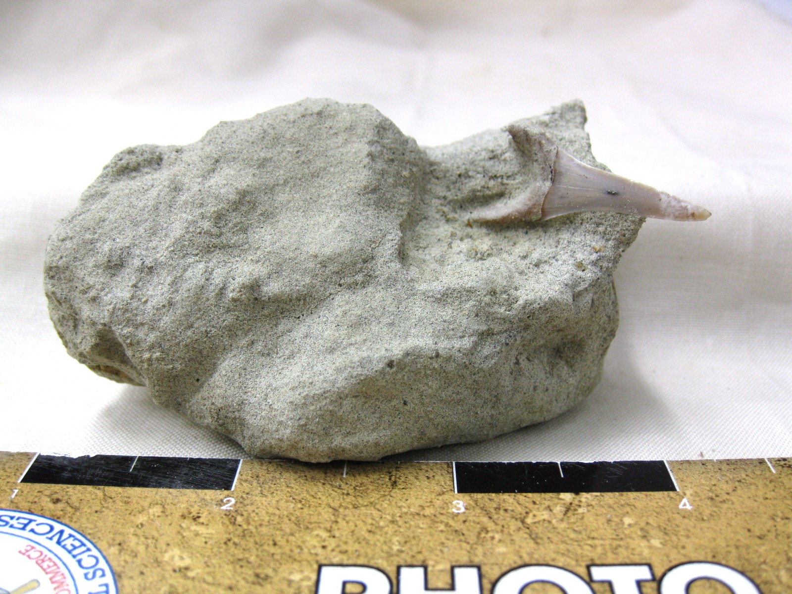 shark-tooth-hill-shark-tooth-in-matrix-3.jpg | Fossils for Sale