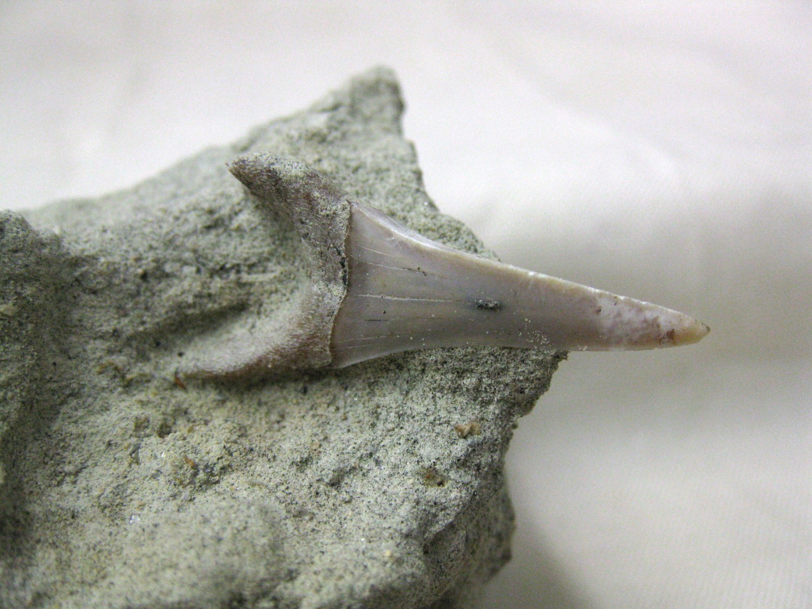 shark-tooth-hill-shark-tooth-in-matrix-3a.jpg | Fossils for Sale