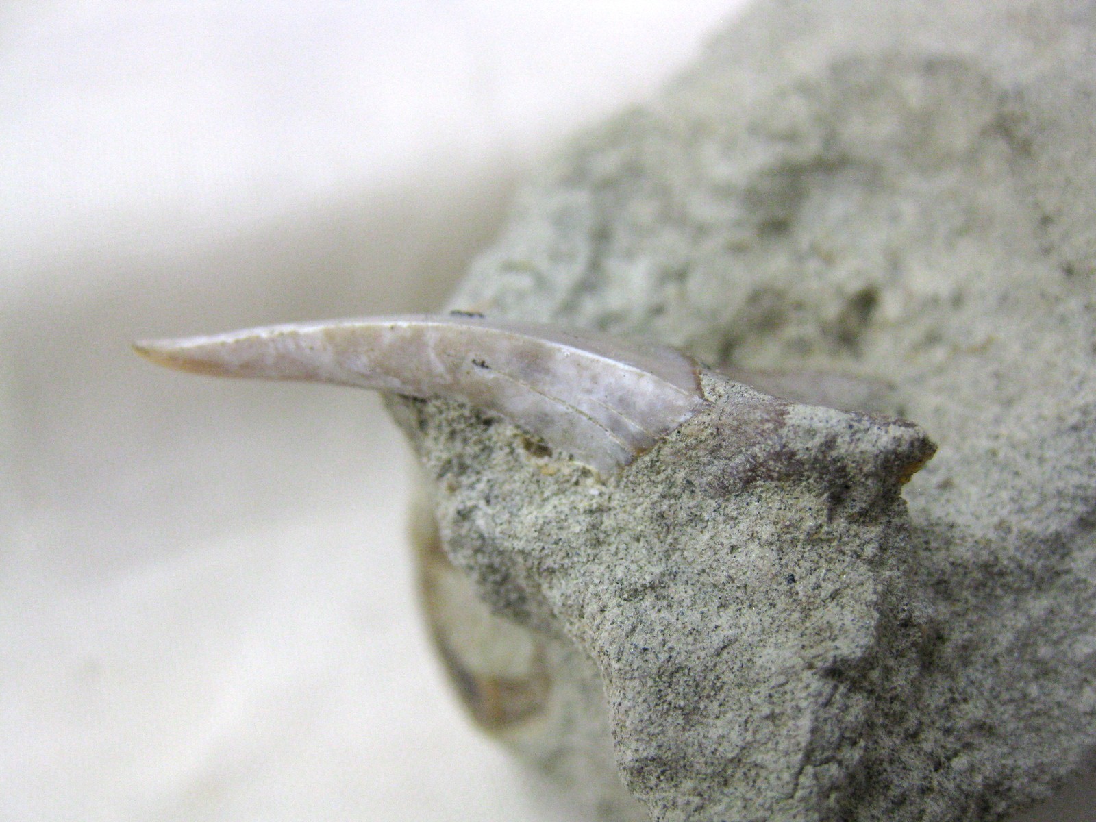 shark-tooth-hill-shark-tooth-in-matrix-3b.jpg | Fossils for Sale