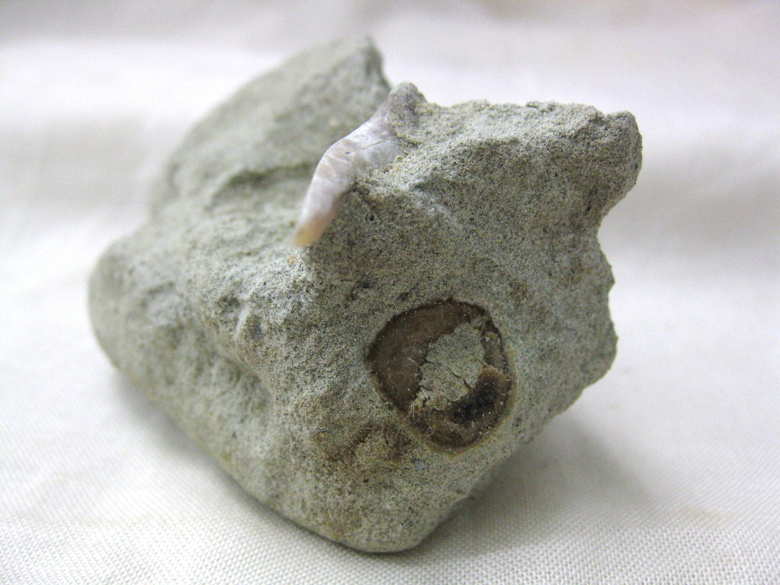 shark-tooth-hill-shark-tooth-in-matrix-3c.jpg | Fossils for Sale