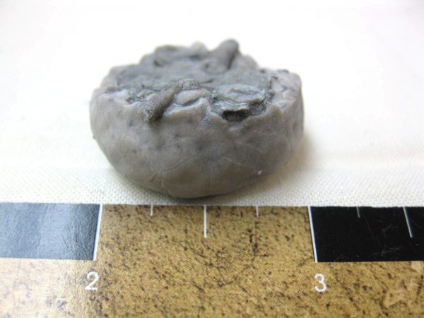 Indiana Waldron Shale Crinoid Calyx #16