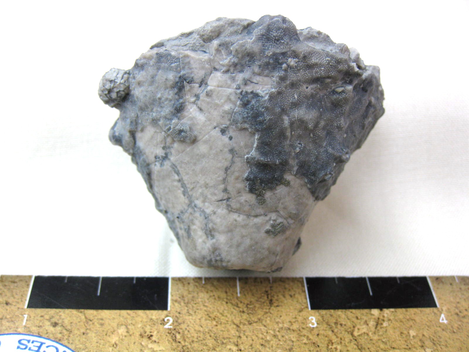 silurian-indiana-waldron-shale-crinoid-calyx-6.jpg | Fossils for Sale