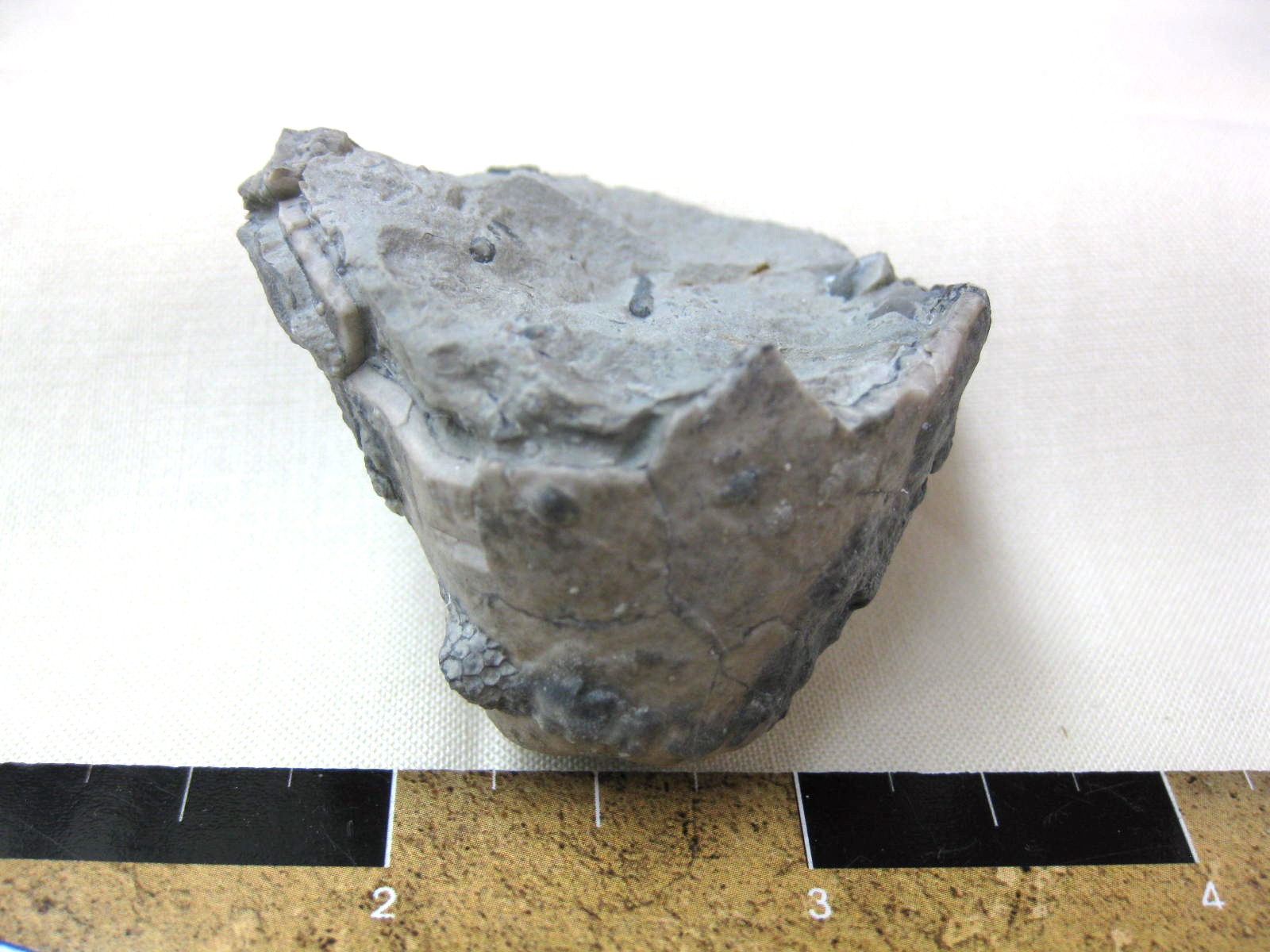 silurian-indiana-waldron-shale-crinoid-calyx-6a.jpg | Fossils for Sale