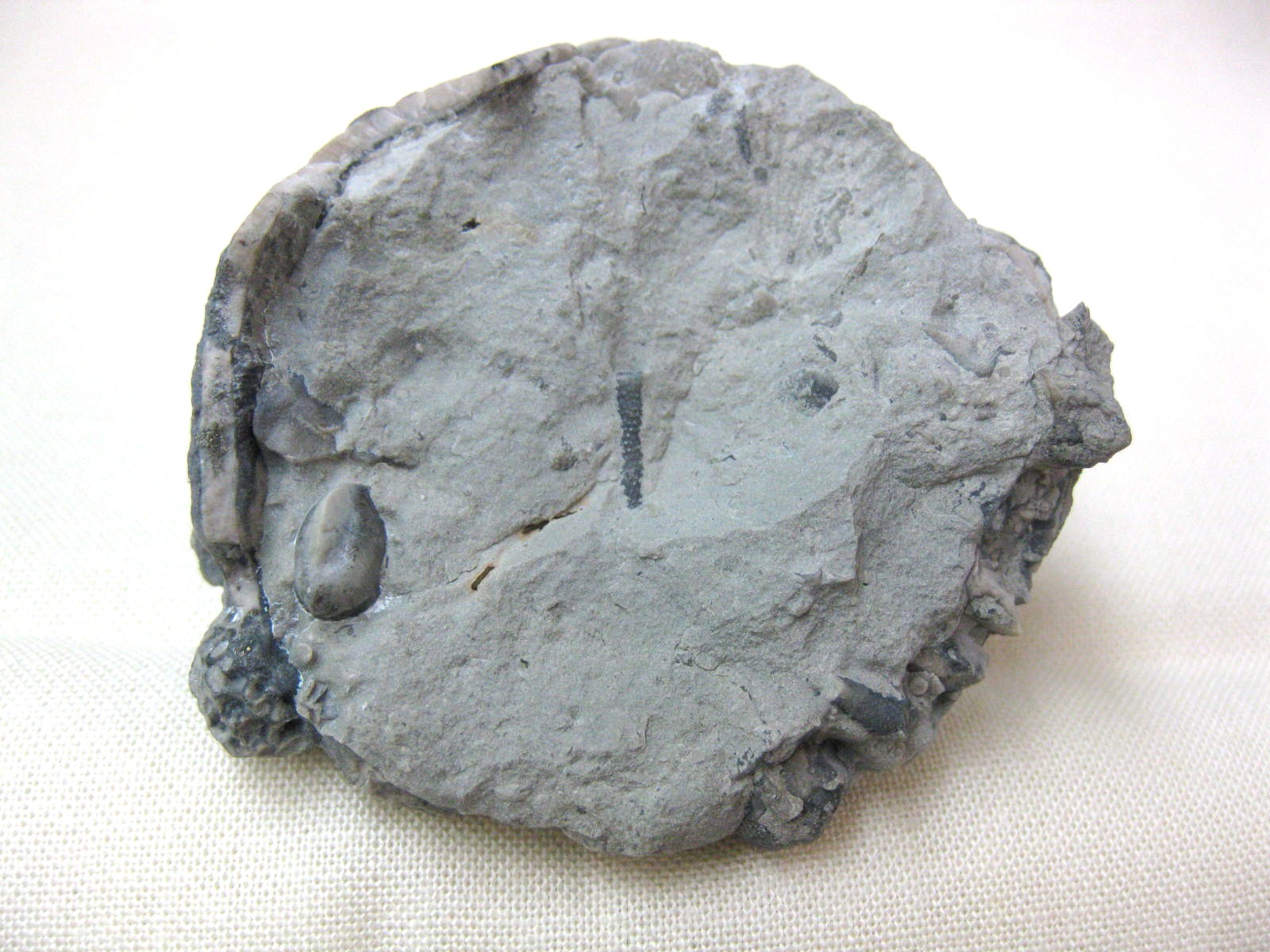 silurian-indiana-waldron-shale-crinoid-calyx-6b.jpg | Fossils for Sale