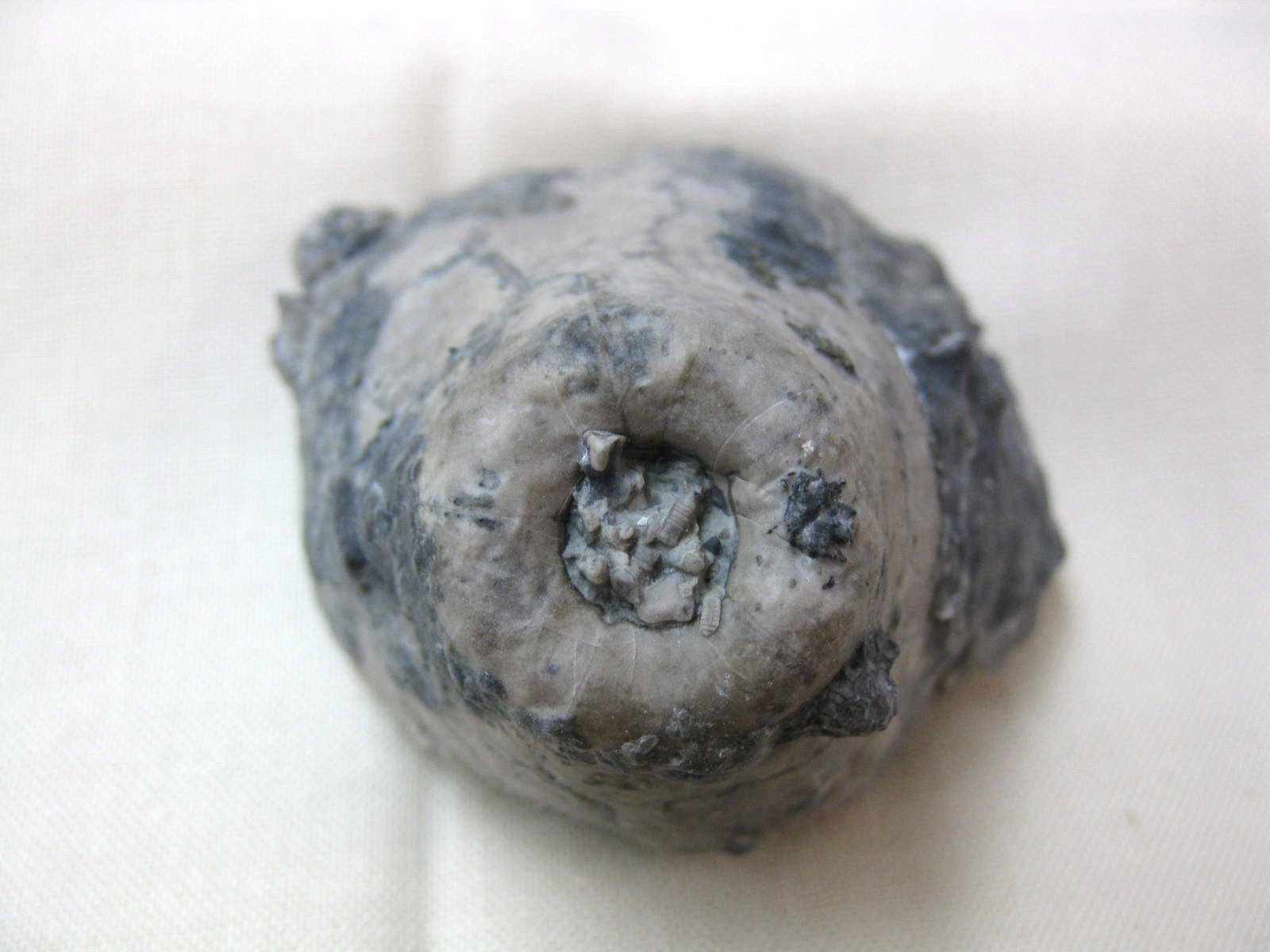 silurian-indiana-waldron-shale-crinoid-calyx-6c.jpg | Fossils for Sale