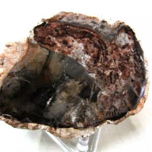 Genuine Small Petrified Wood From Madagascar For Sale- Triassic Age #14