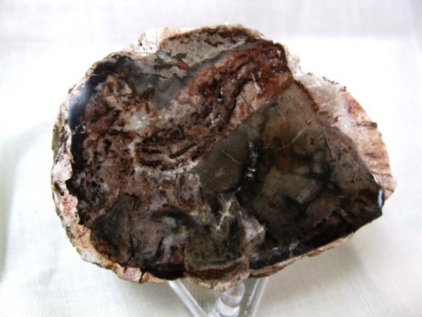 Genuine Small Petrified Wood From Madagascar For Sale- Triassic Age #14a