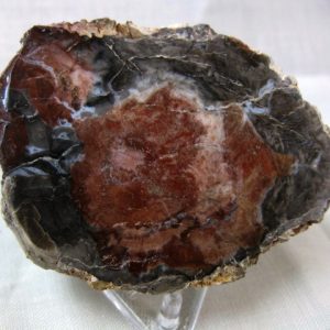 Genuine Small Petrified Wood From Madagascar For Sale- Triassic Age #15