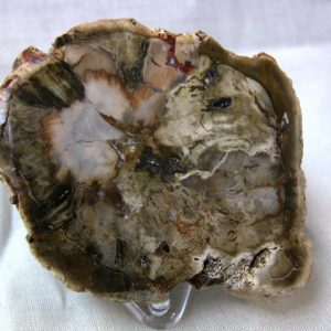 Genuine Small Petrified Wood From Madagascar For Sale- Triassic Age #16