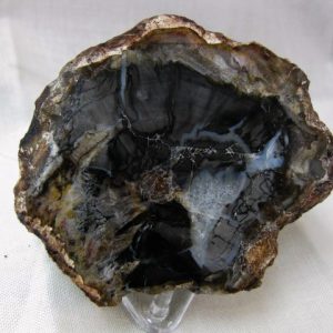 Genuine Small Petrified Wood From Madagascar For Sale- Triassic Age #18