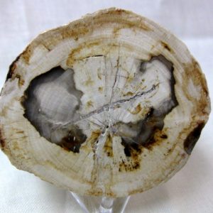 Genuine Small Petrified Wood From Madagascar For Sale- Triassic Age #2