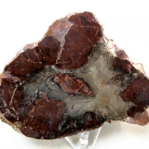 Genuine Small Petrified Wood From Madagascar For Sale- Triassic Age #3