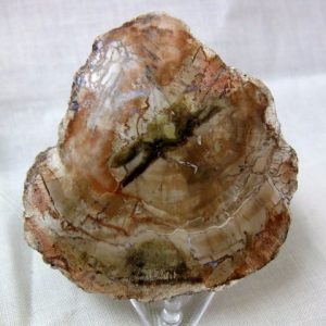 Genuine Small Petrified Wood From Madagascar For Sale- Triassic Age #6