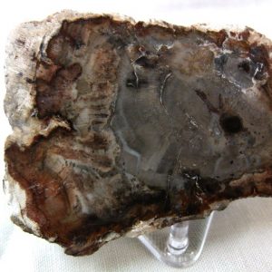 Genuine Small Petrified Wood From Madagascar For Sale- Triassic Age #8