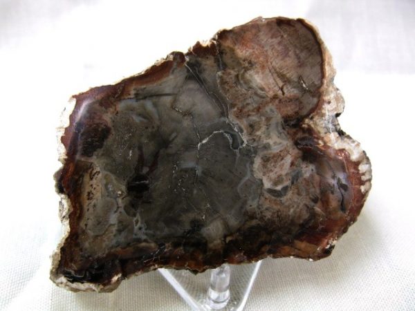 Genuine Small Petrified Wood From Madagascar For Sale- Triassic Age #8a