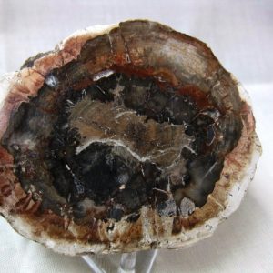 Genuine Small Petrified Wood From Madagascar For Sale- Triassic Age #9