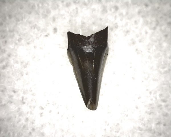 Champsosaurus Reptile Tooth #24