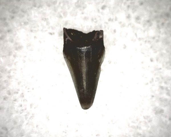 Champsosaurus Reptile Tooth #24 - Image 3