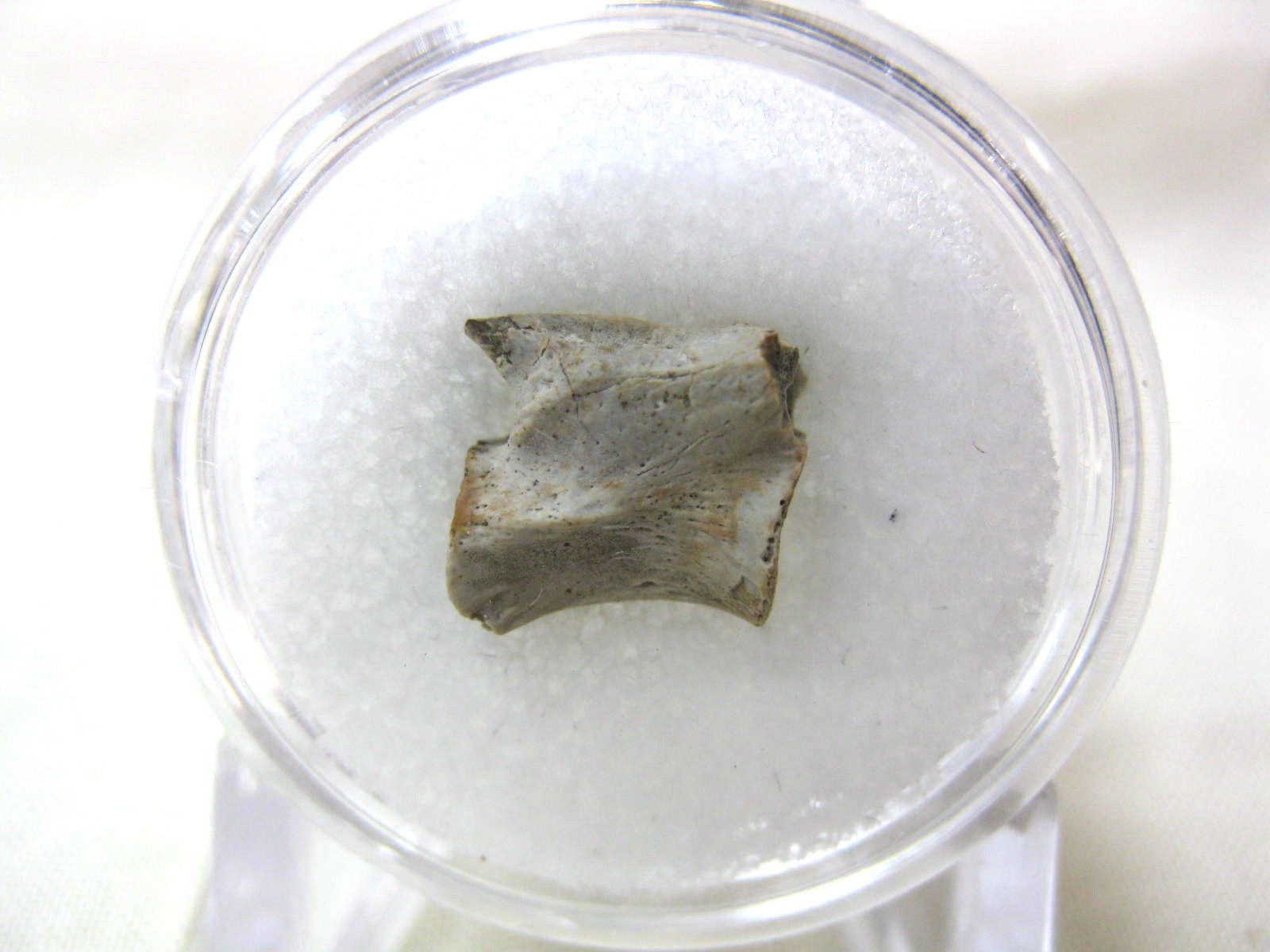 south-dakota-dinosaurreptile-vertebrae-13a.jpg | Fossils for Sale