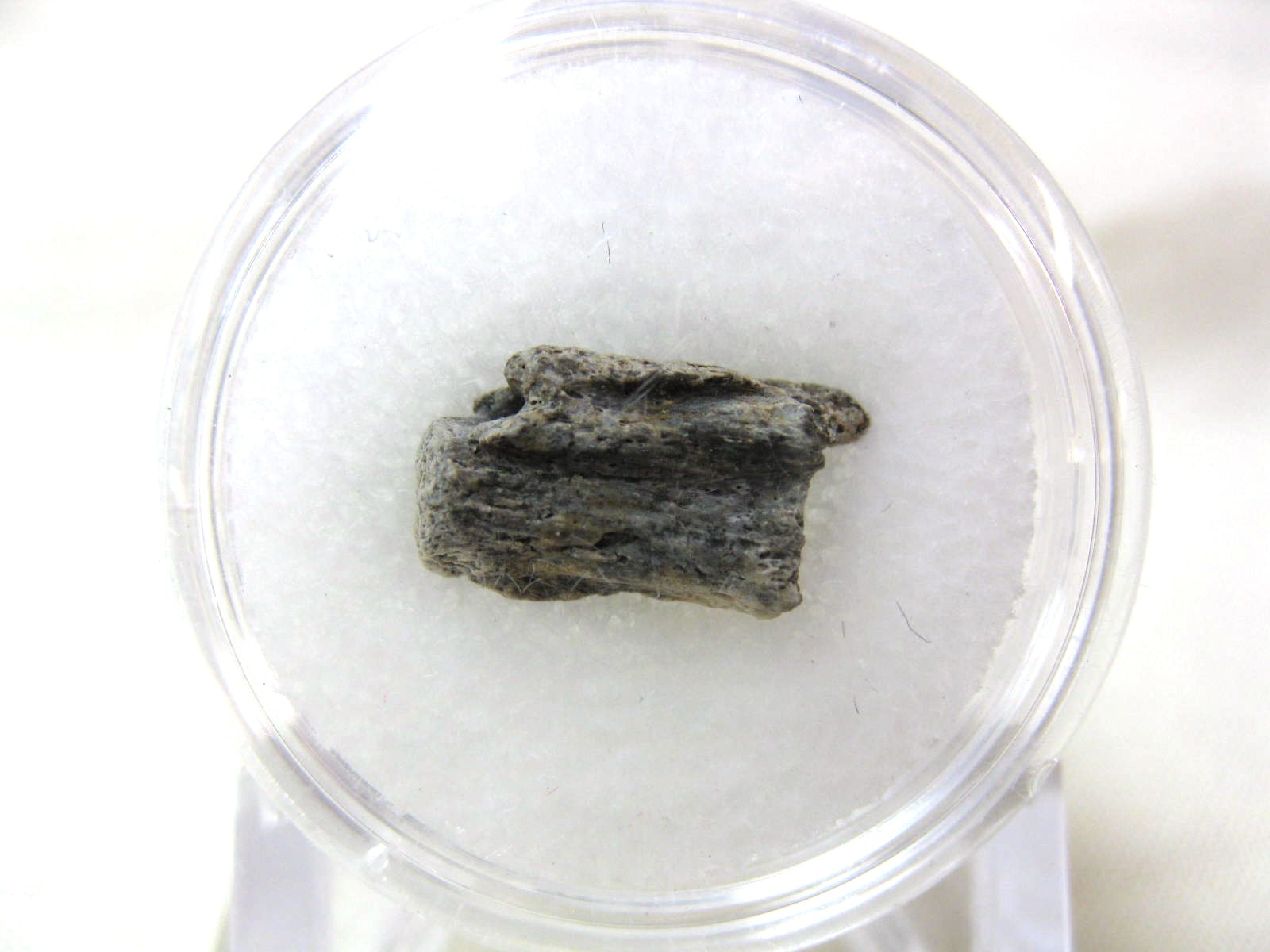 south-dakota-dinosaurreptile-vertebrae-15.jpg | Fossils for Sale