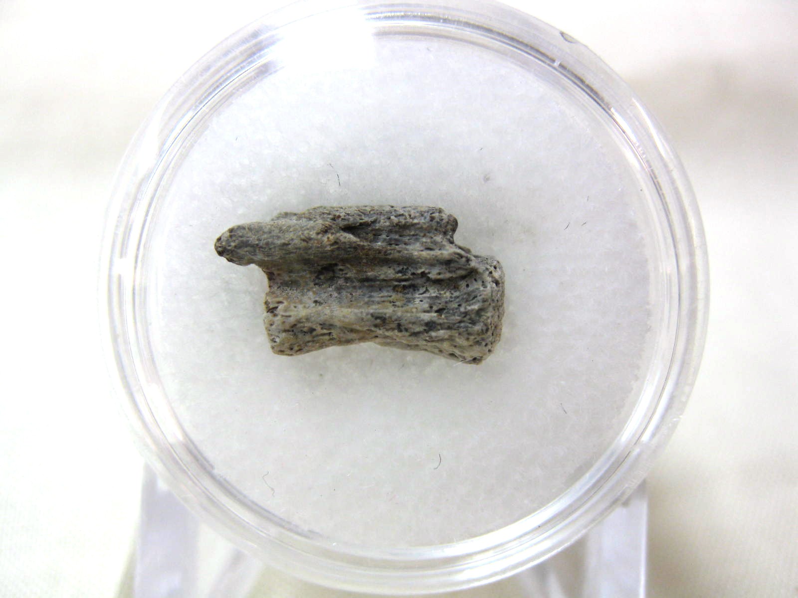 south-dakota-dinosaurreptile-vertebrae-15a.jpg | Fossils for Sale