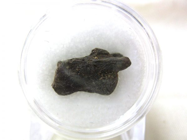 S. Dakota Dinosaur-Reptile Vertebrae #27