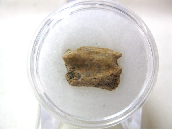 S. Dakota Dinosaur-Reptile Vertebrae #32