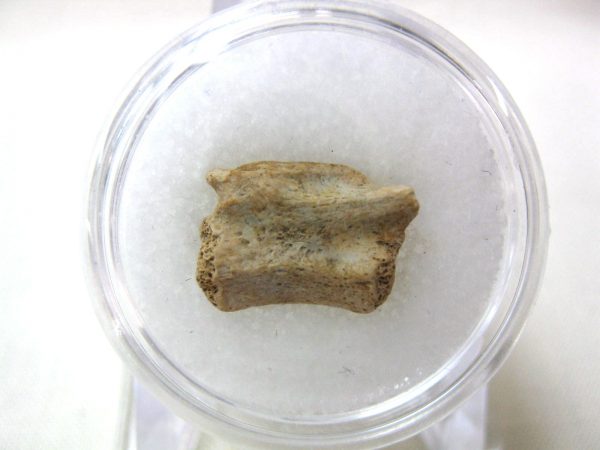 S. Dakota Dinosaur-Reptile Vertebrae #32 - Image 2