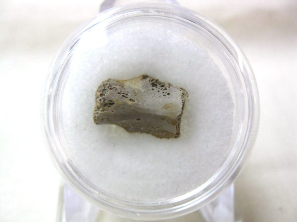 S. Dakota Dinosaur-Reptile Vertebrae #37 - Image 2