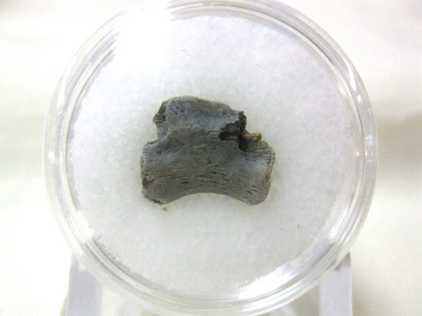 S. Dakota Dinosaur-Reptile Vertebrae #6 - Image 2