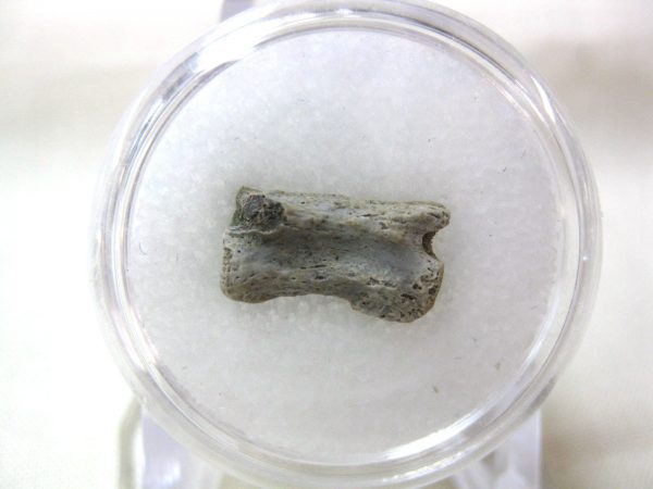 S. Dakota Dinosaur-Reptile Vertebrae #9 - Image 2