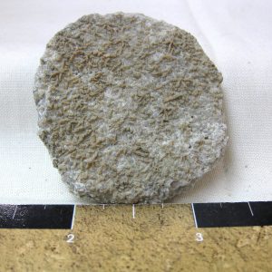 Tennessee Asterospongia Sponge #1
