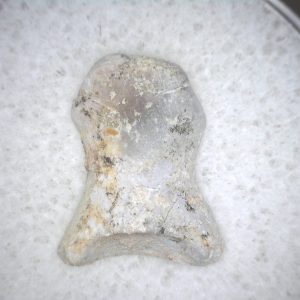 Genuine Fossil Trimerorhacis Amphibian Bone from Texas for Sale #3