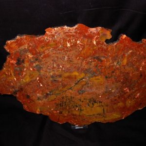 Genuine Petrified Wood Araucaria Arizona For Sale- Triassic Age #9