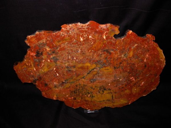 Genuine Petrified Wood Araucaria Arizona For Sale- Triassic Age #9