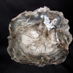 Genuine Petrified Wood Arucaria For Sale- Triassic Age #1