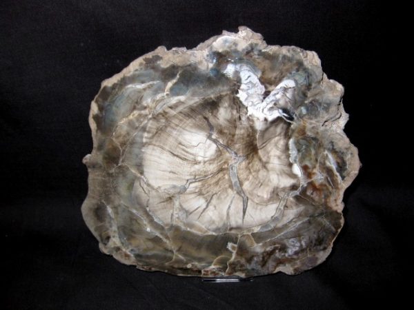 Genuine Petrified Wood Arucaria For Sale- Triassic Age #1