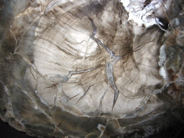 Genuine Petrified Wood Arucaria For Sale- Triassic Age #1a