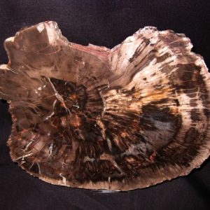 Genuine Petrified Wood Arucaria For Sale- Triassic Age #2