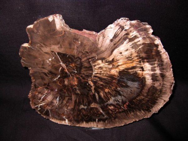 Genuine Petrified Wood Arucaria For Sale- Triassic Age #2