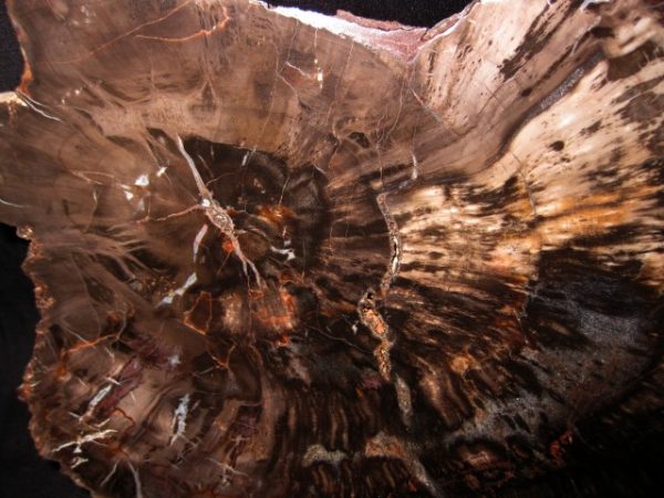 Genuine Petrified Wood Arucaria For Sale- Triassic Age #2a